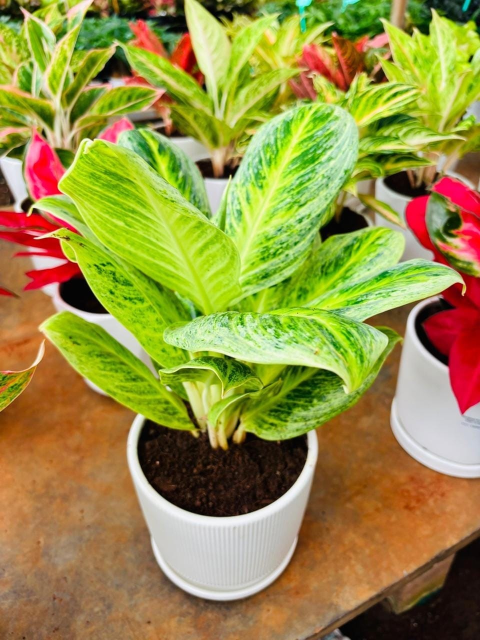Aglaonema Butterfly potted at the nursery