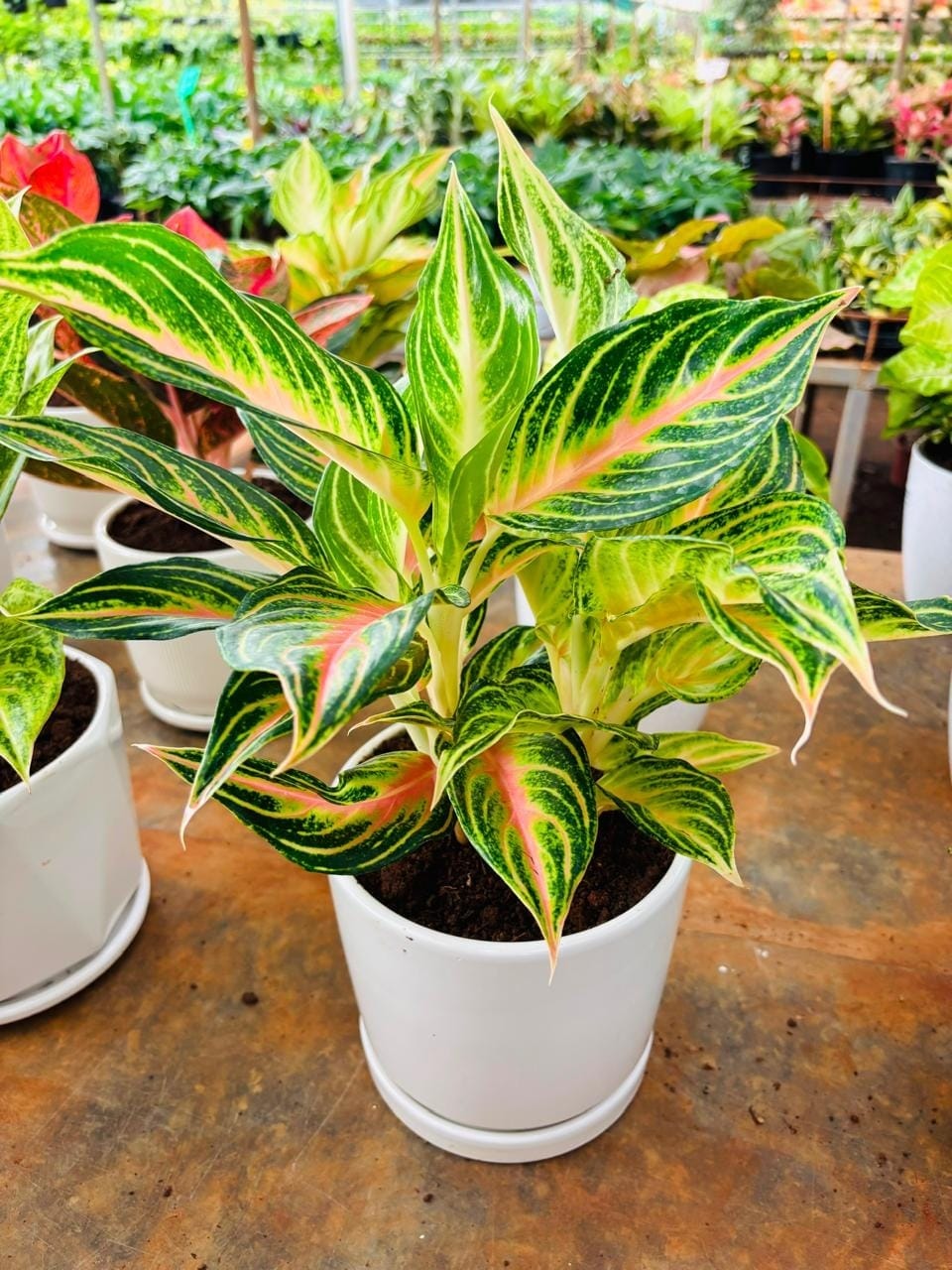 Aglaonema Pink Panama plants in nursery pots