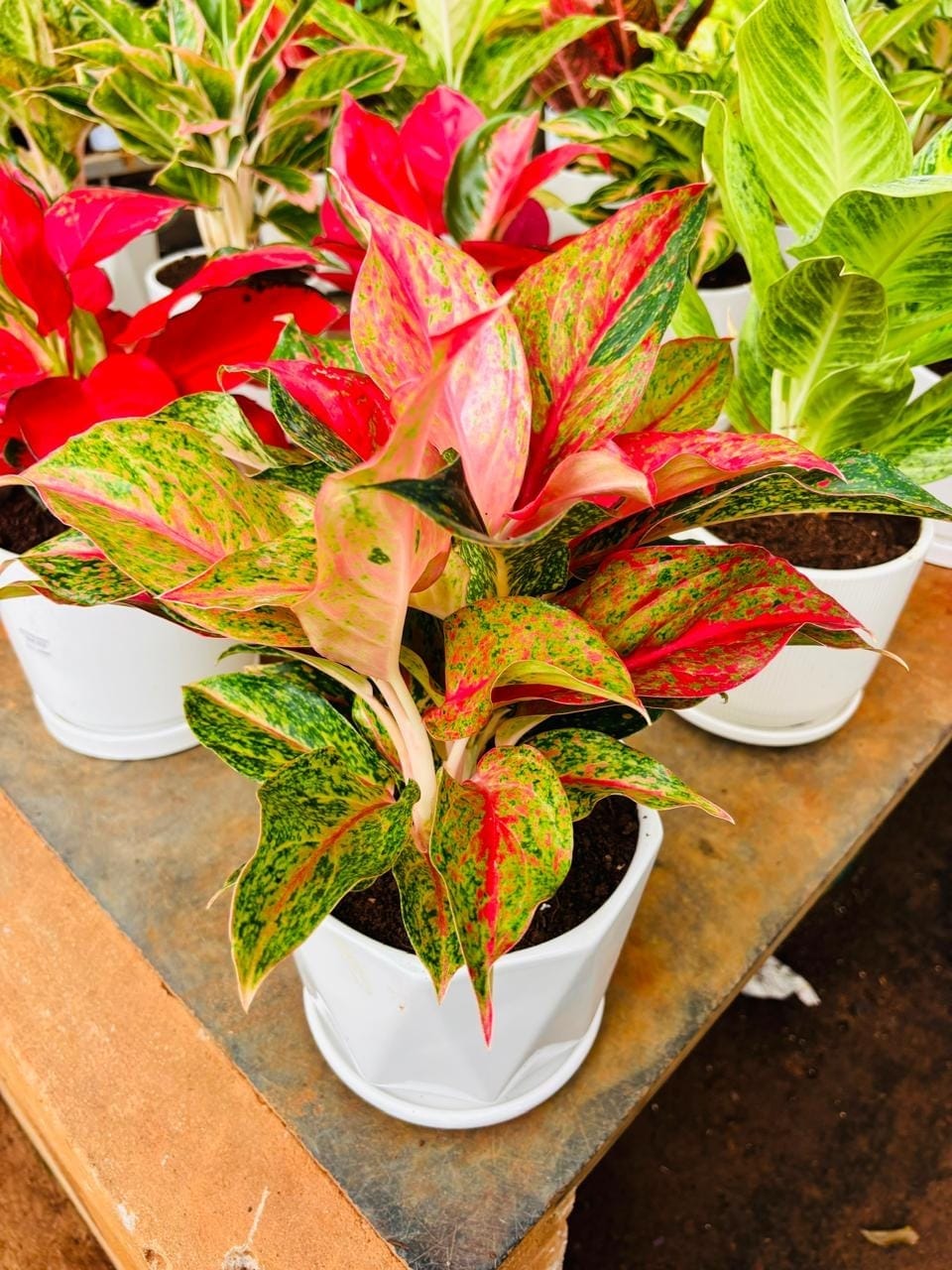 Red aglaonema plants in pots