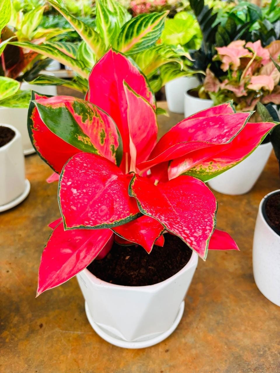 Bright red Aglaonema Thailand Red in a pot