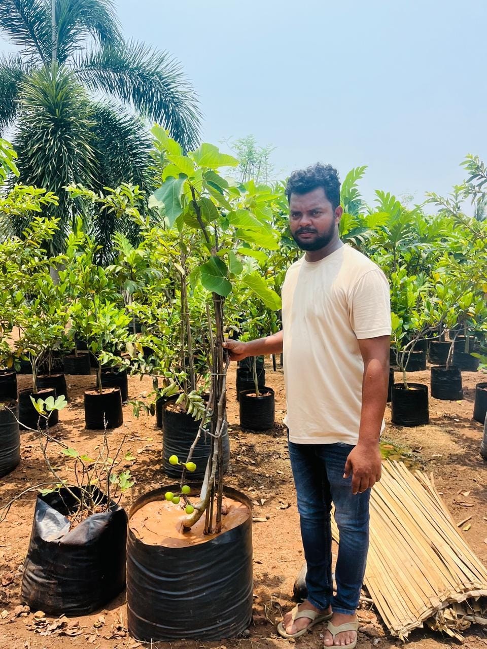 Anjeer fig sapling at the nursery