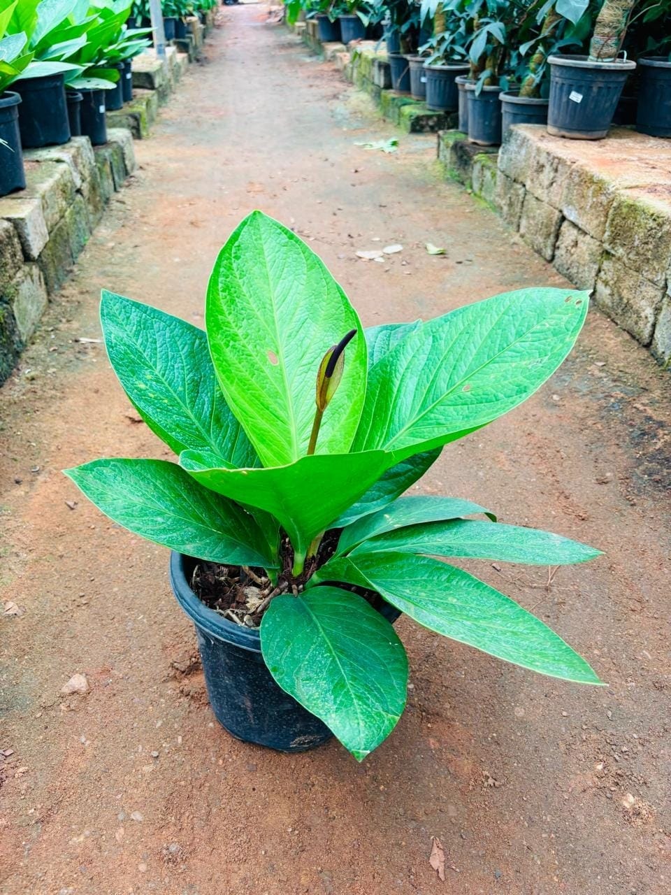 Anthurium Jumanji in a black nursery pot