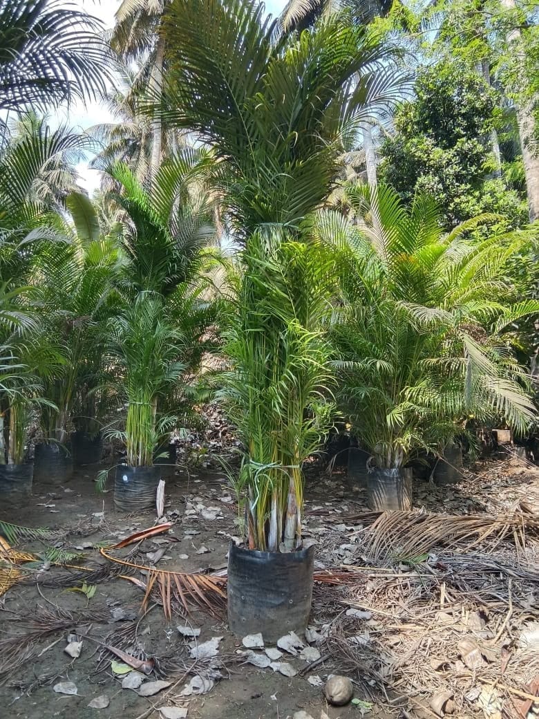 Areca palm clump growing at the nursery