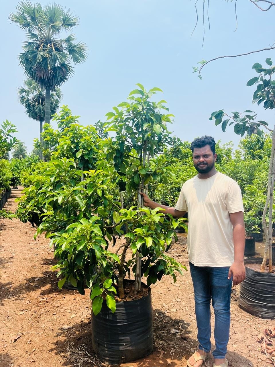 Avocado sapling with a nursery worker for scale
