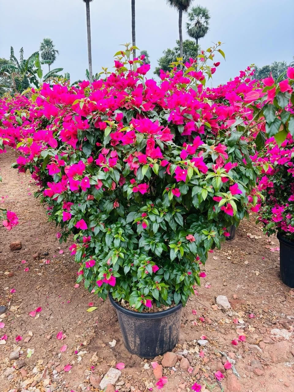 Magenta bougainvillea in full bloom