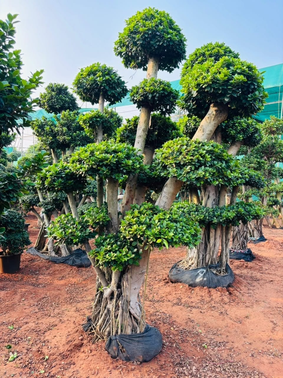 Cloud-pruned ficus bonsai with layered canopies