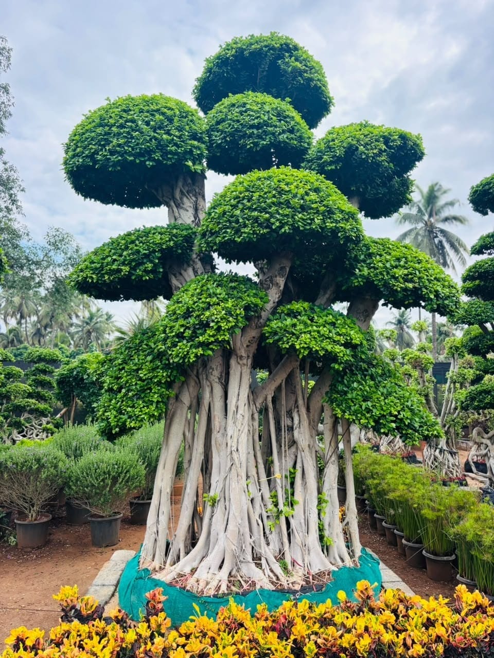 Large banyan-style ficus bonsai with fused roots