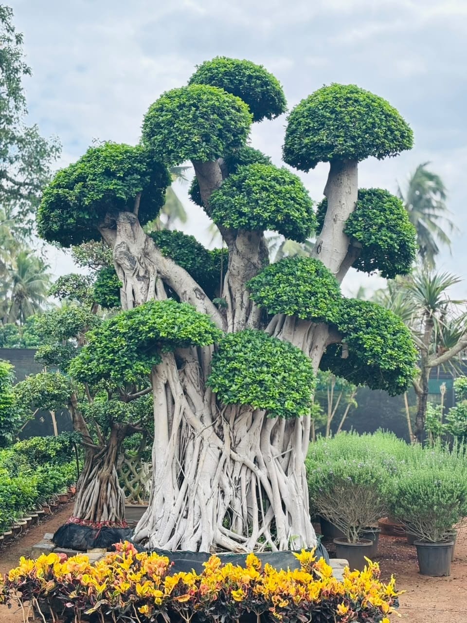 Aged ficus bonsai with marigold border