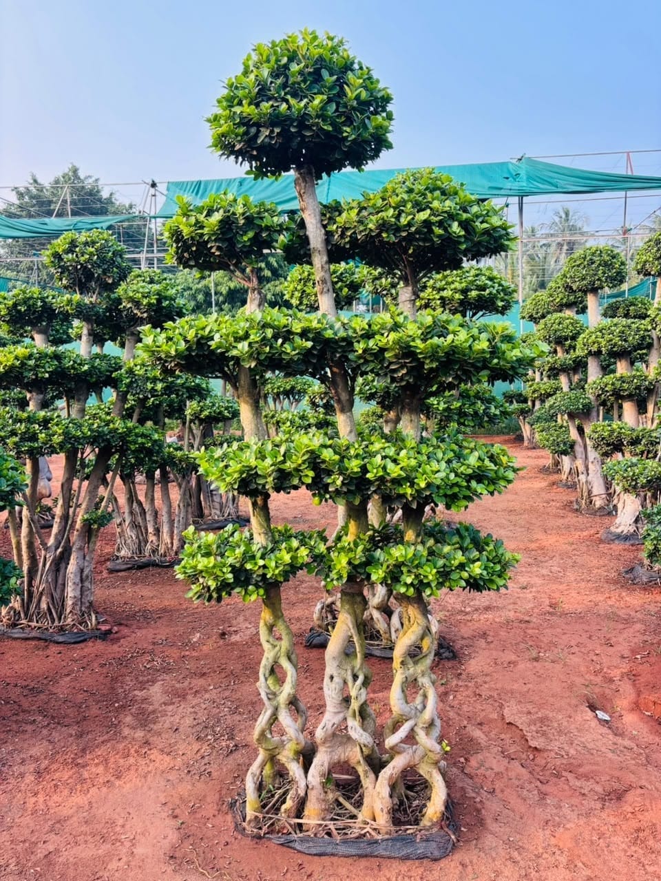 Tall banyan topiary with aerial roots