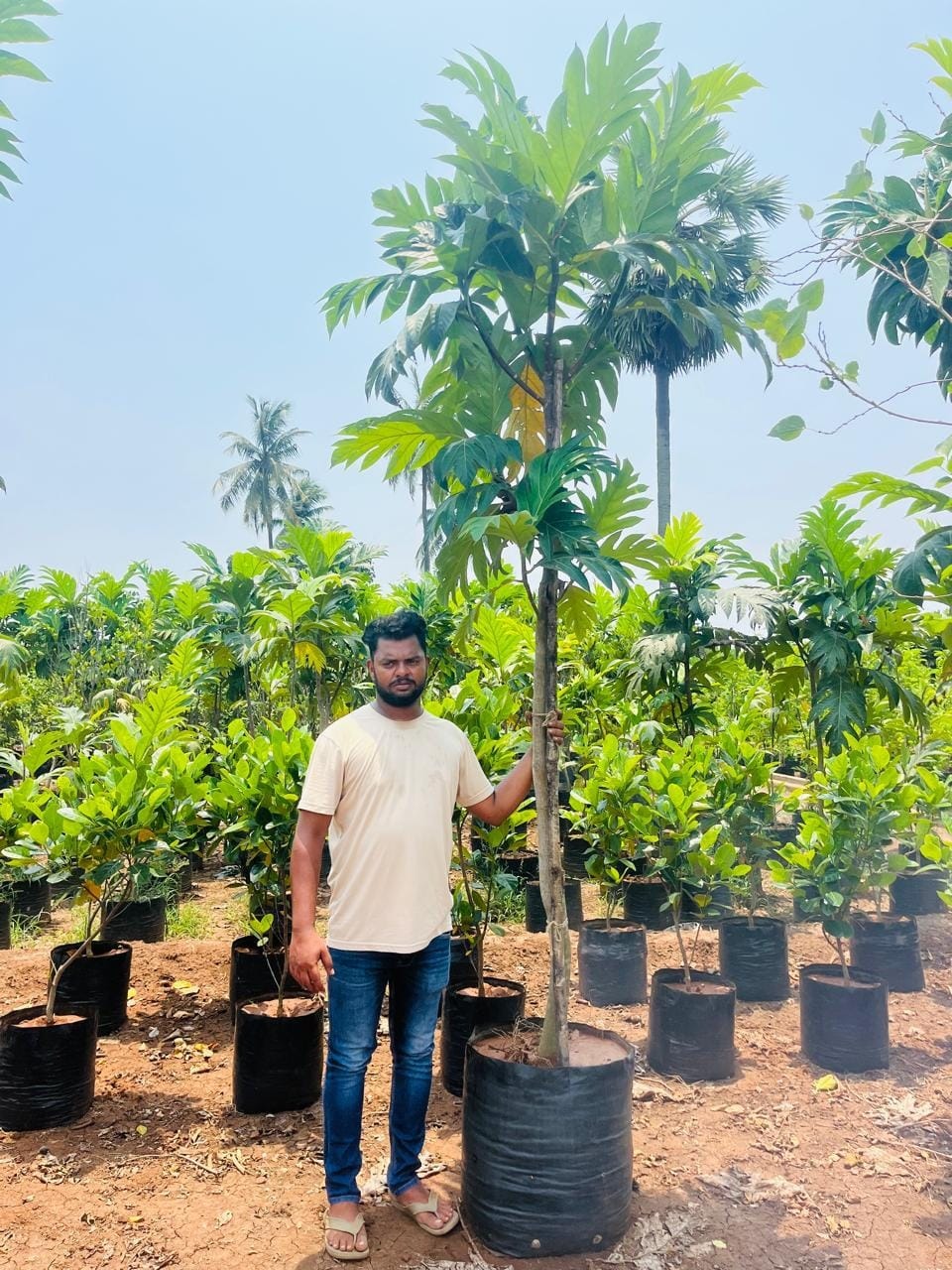 Young breadfruit tree in a grow bag
