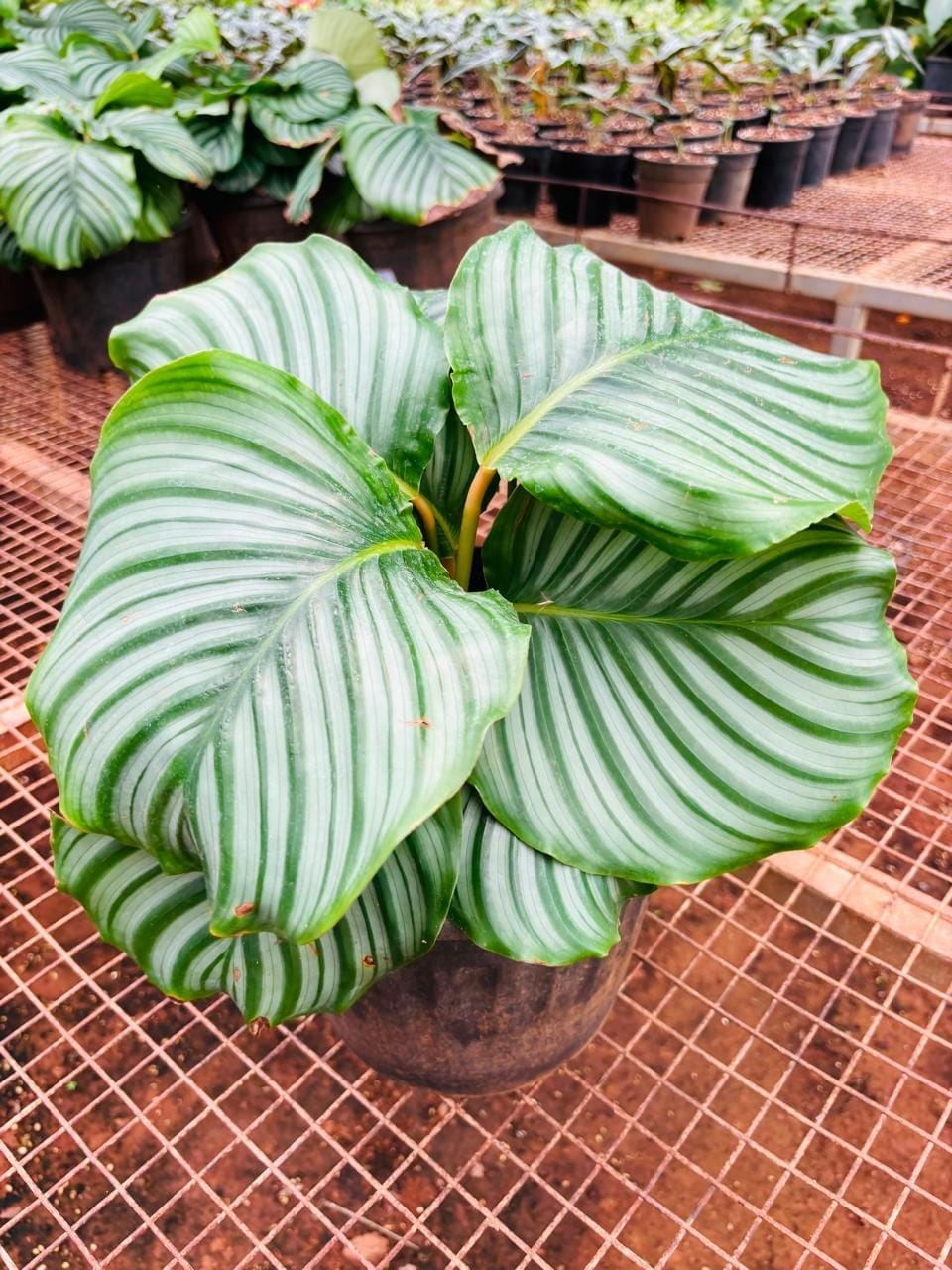 Calathea orbifolia with large striped leaves