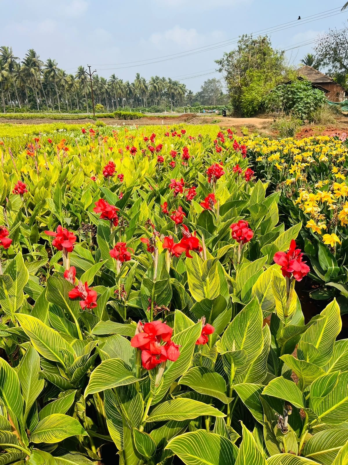 Red canna field in bloom