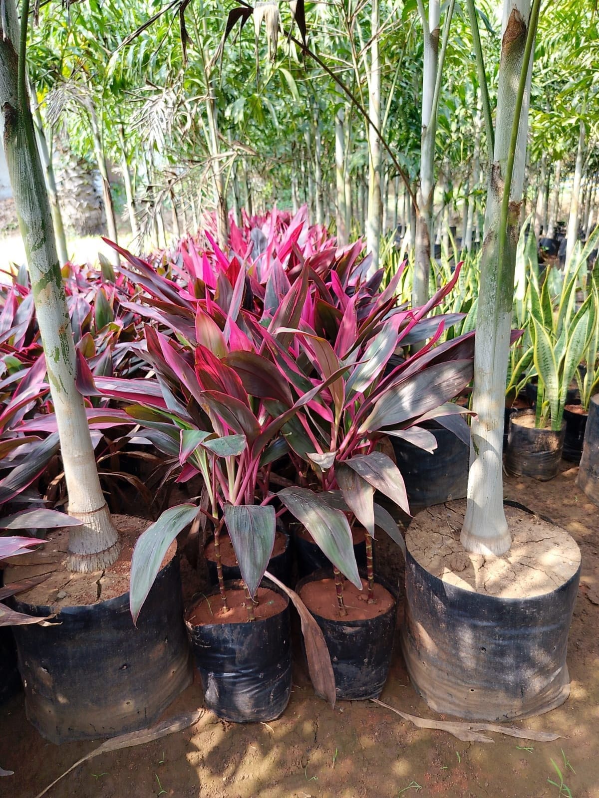 Dracaena Mahatma with red-edged leaves