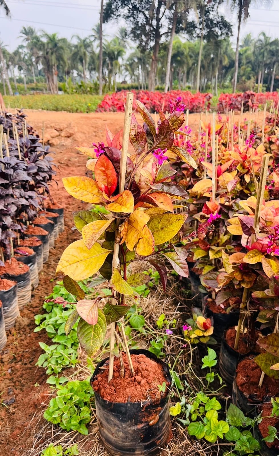 Red eranthemum rows in the nursery