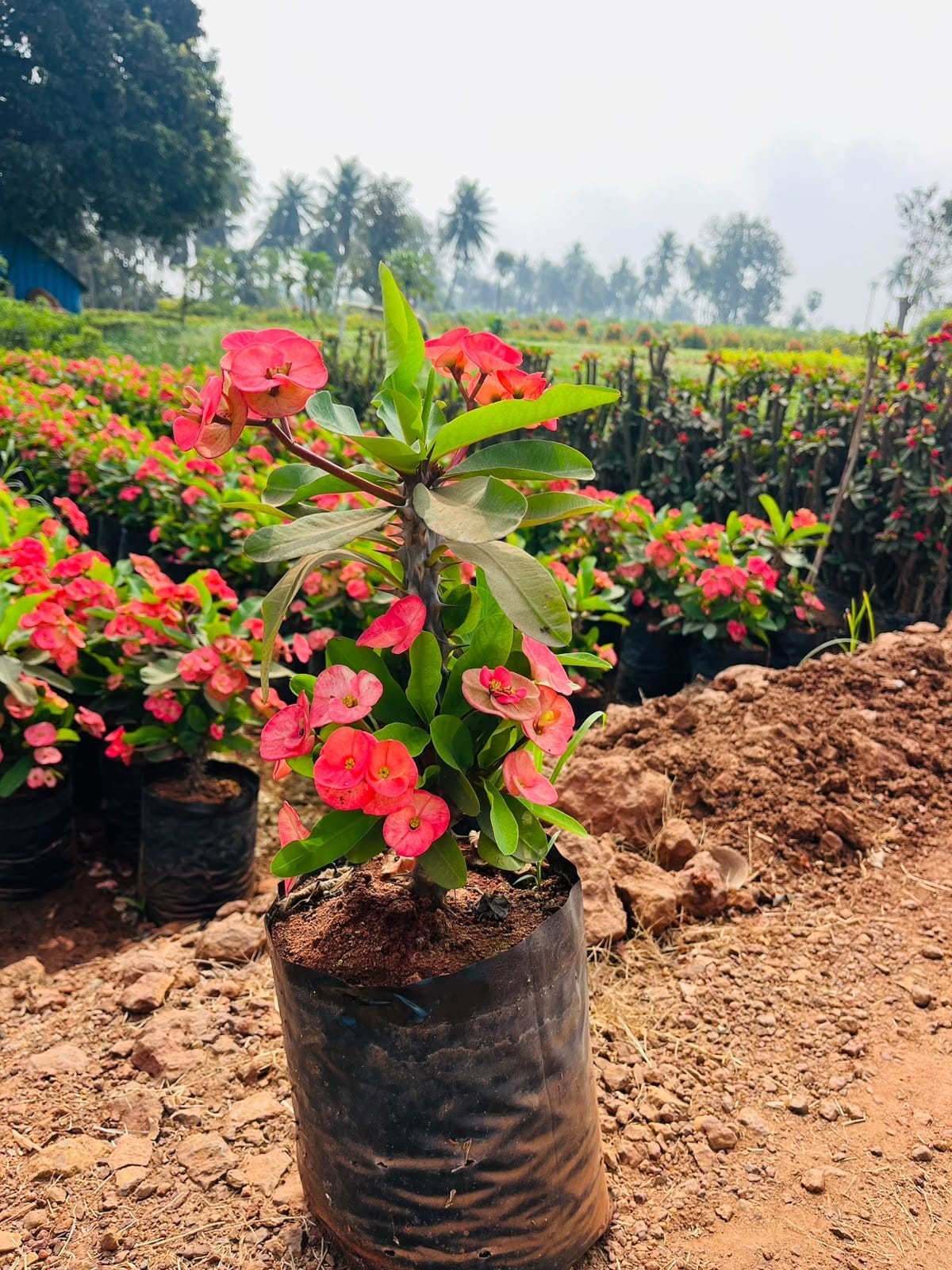 Pink crown of thorns in nursery pots