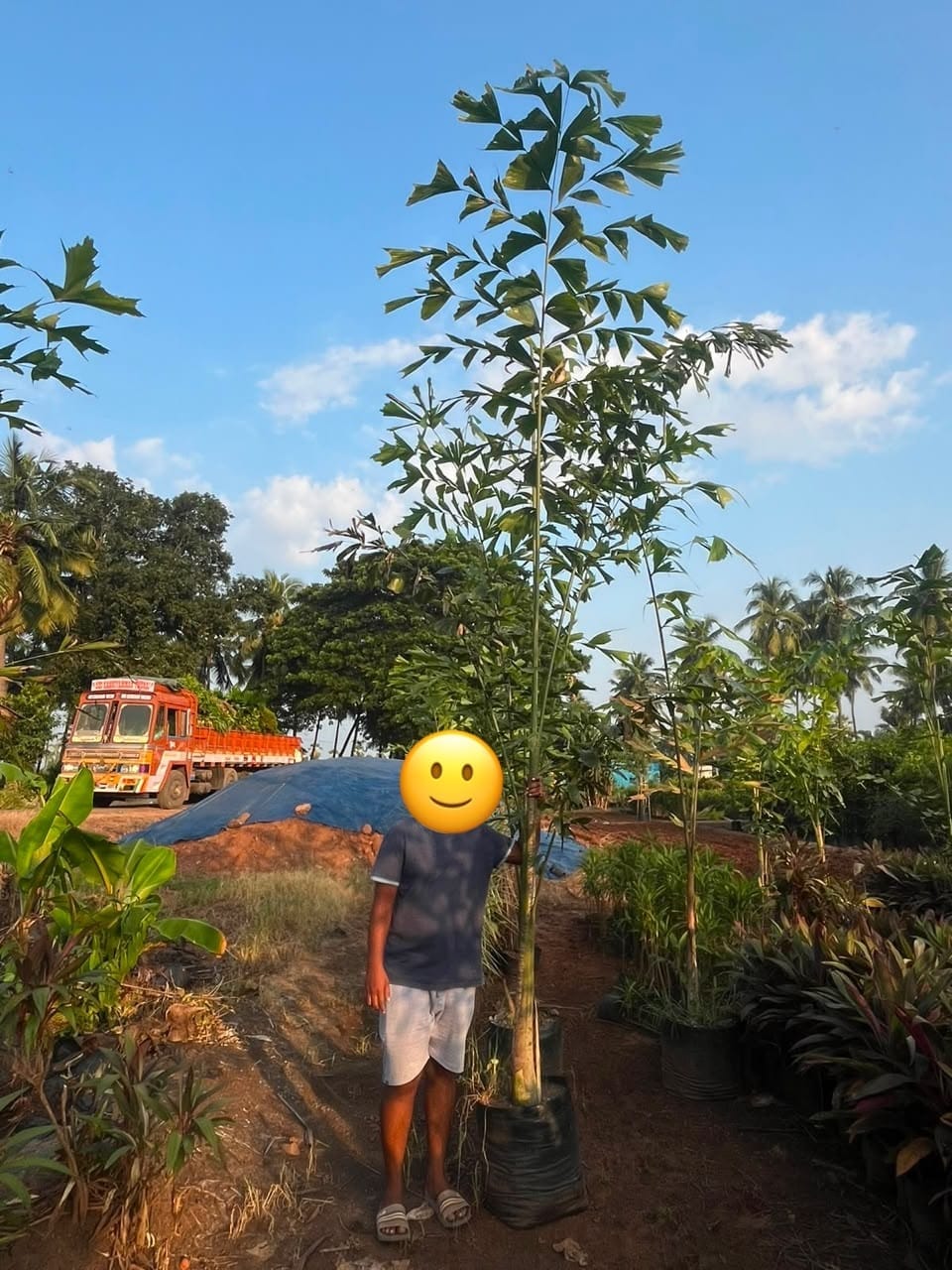 Fishtail palm with a nursery worker
