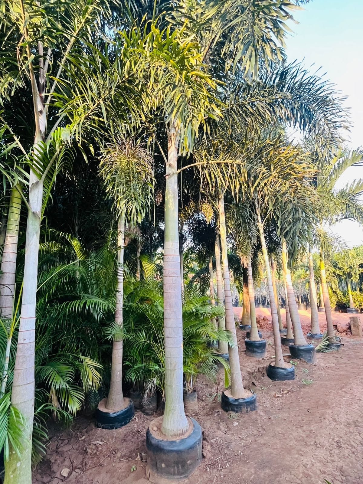 Row of foxtail palms