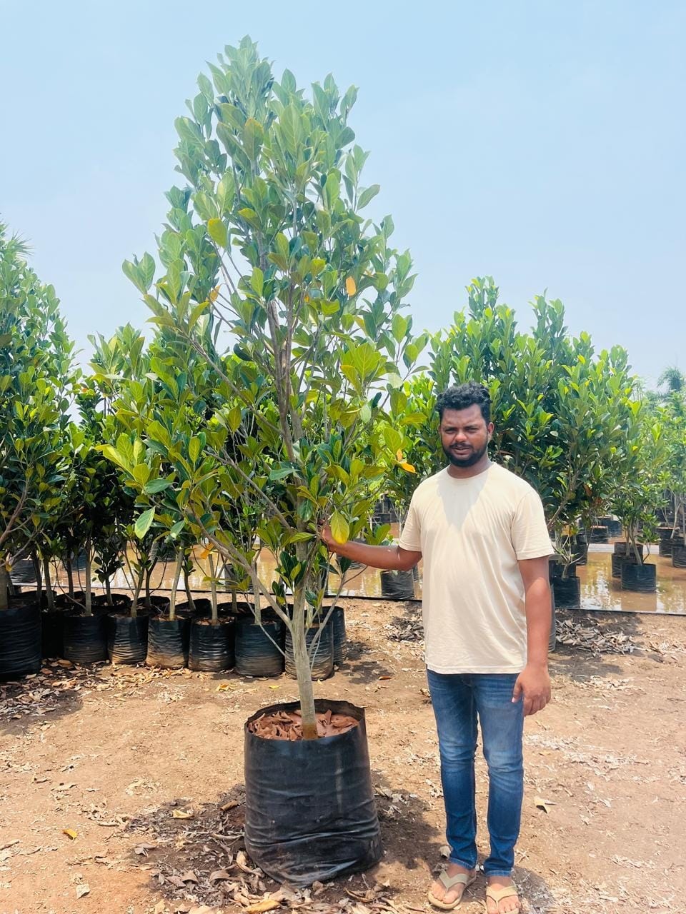 Jackfruit sapling in a grow bag