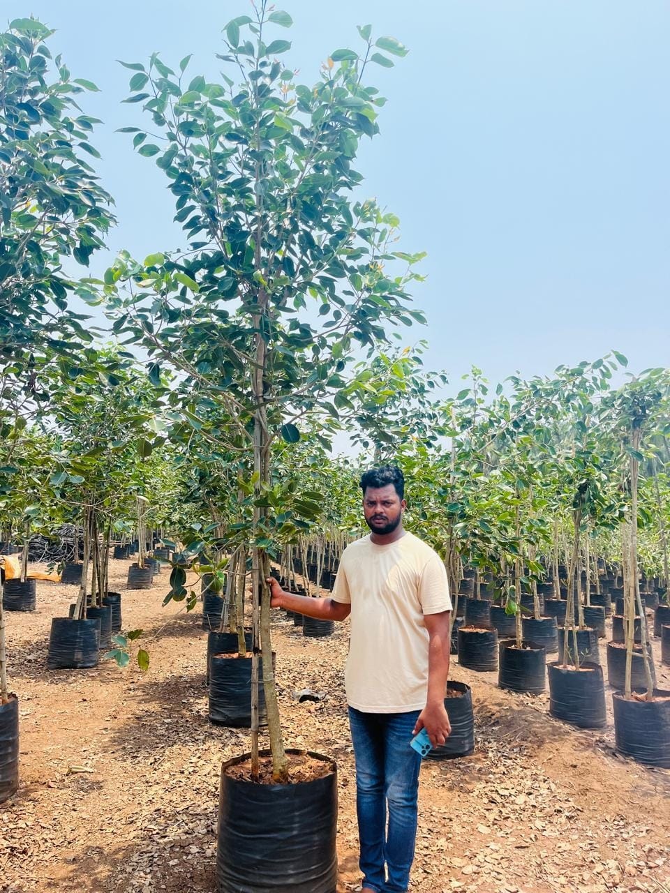 Jamun sapling with a nursery worker for scale