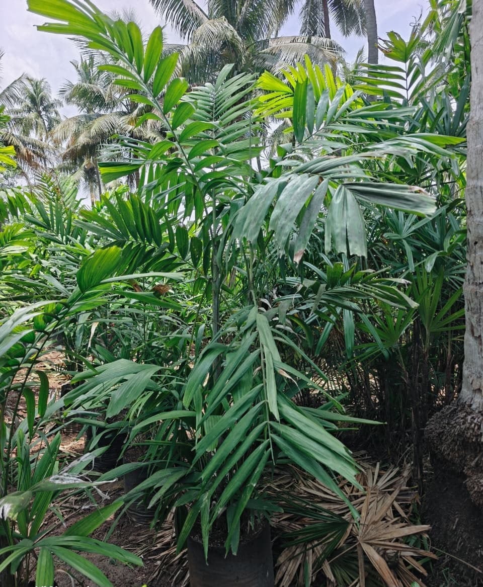 Kentia palms in grow bags