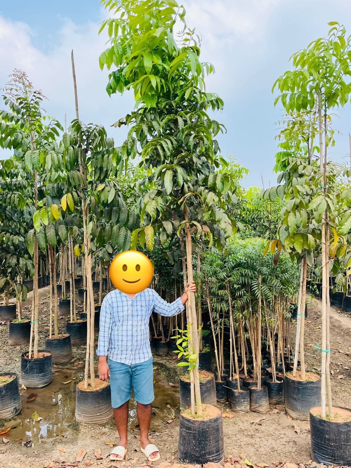 Tall mahogany saplings in bags