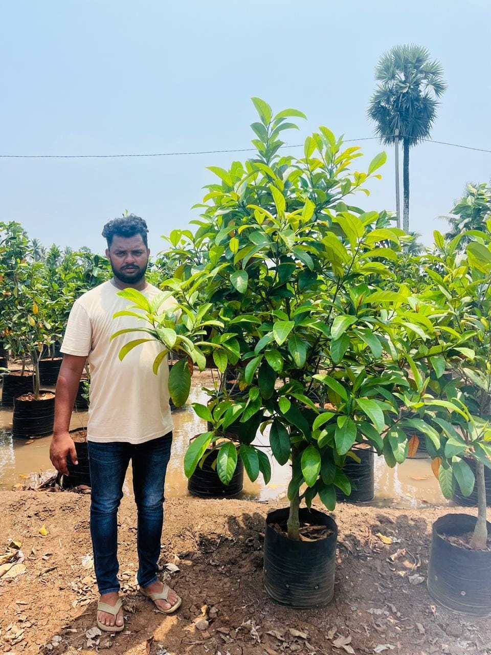 Malayalam apple sapling at the nursery