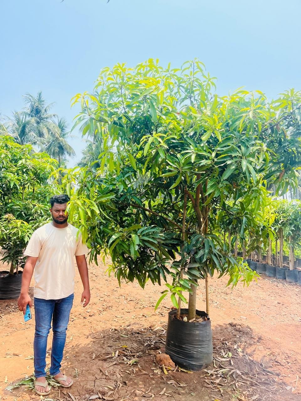 Established Banginapalli mango tree in a grow bag