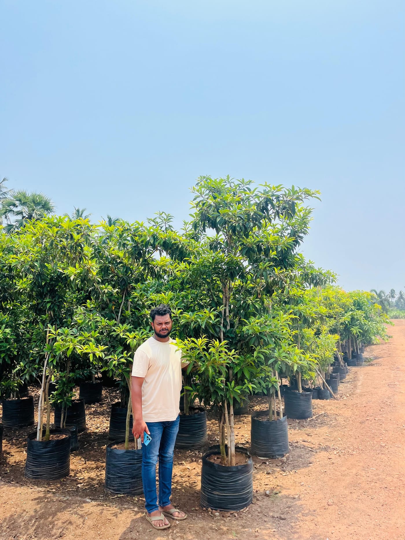 Grafted mango saplings in nursery rows