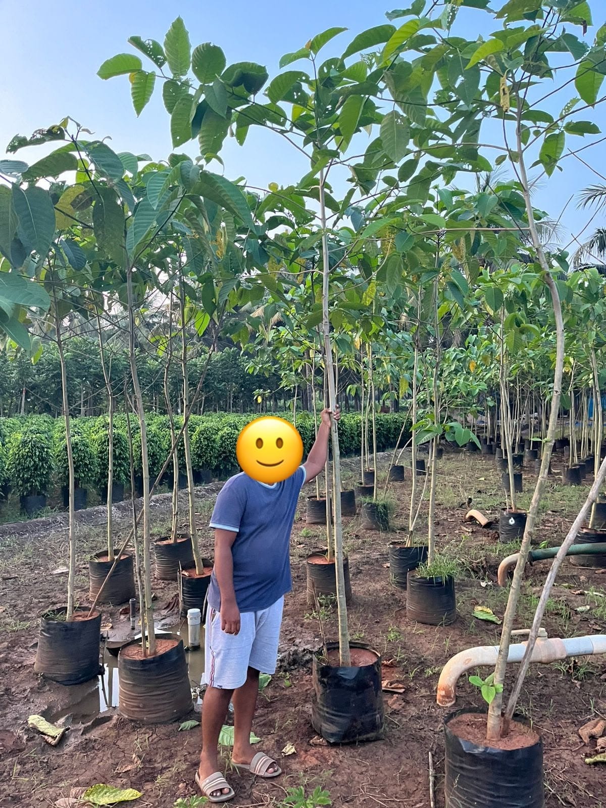 Kadamba saplings in grow bags