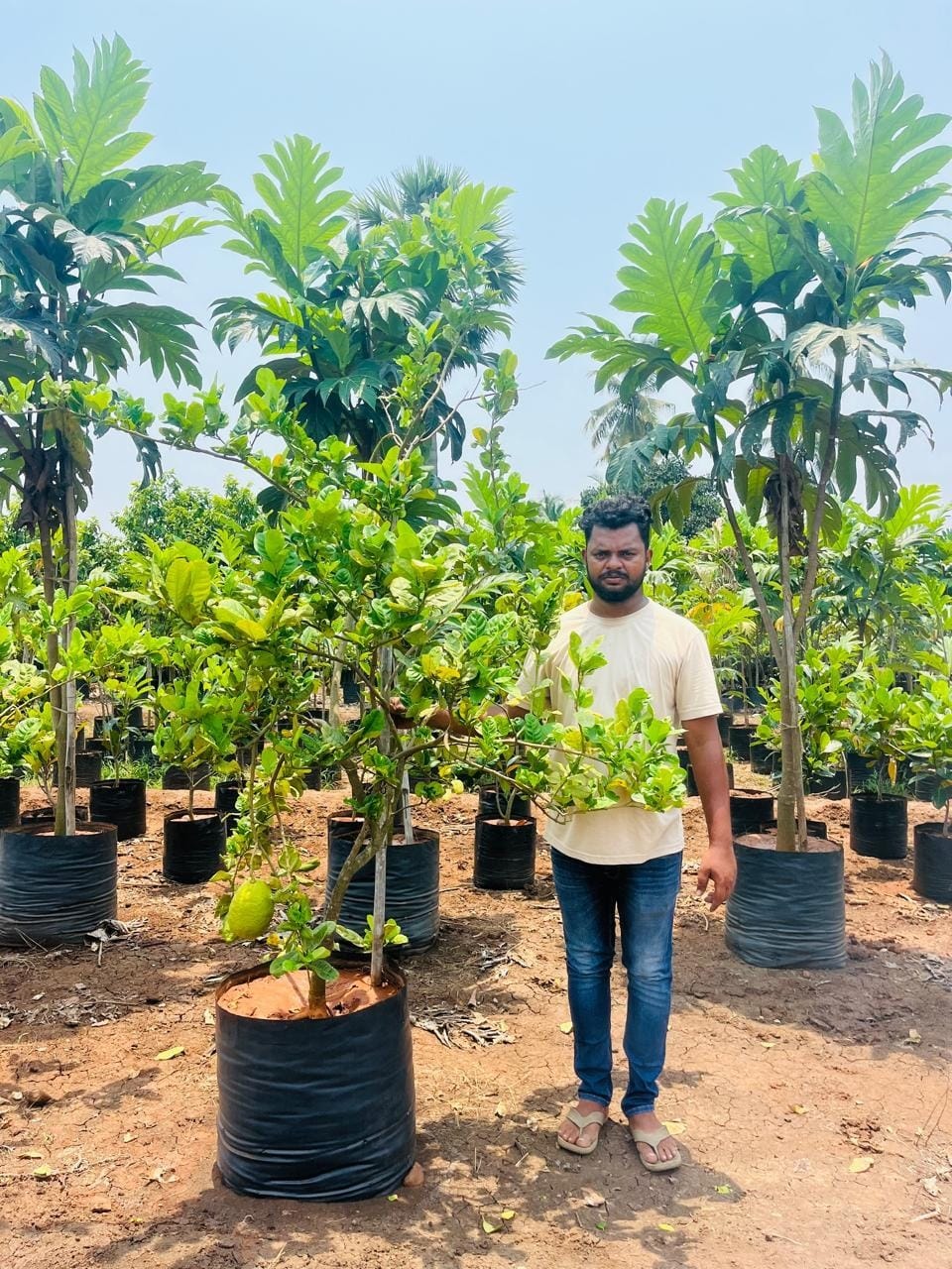 Pomelo citrus tree in a grow bag