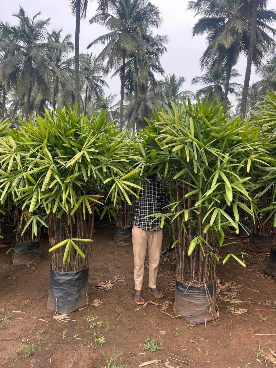 Lady palm clumps in pots