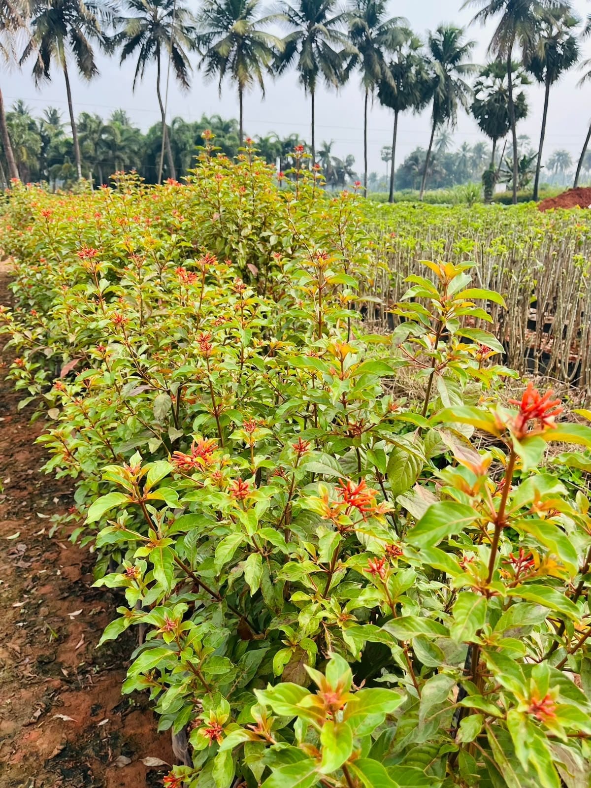 Red night queen shrubs in bloom