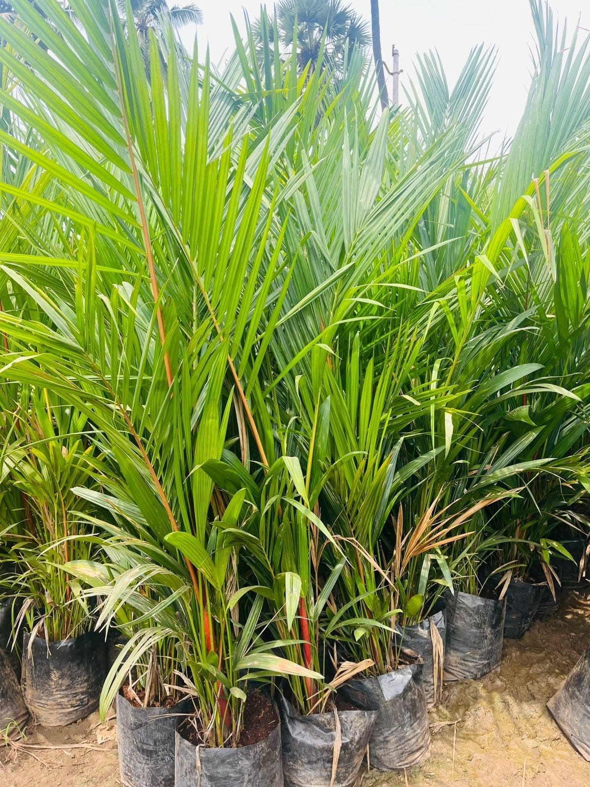 Redneck palms in nursery pots