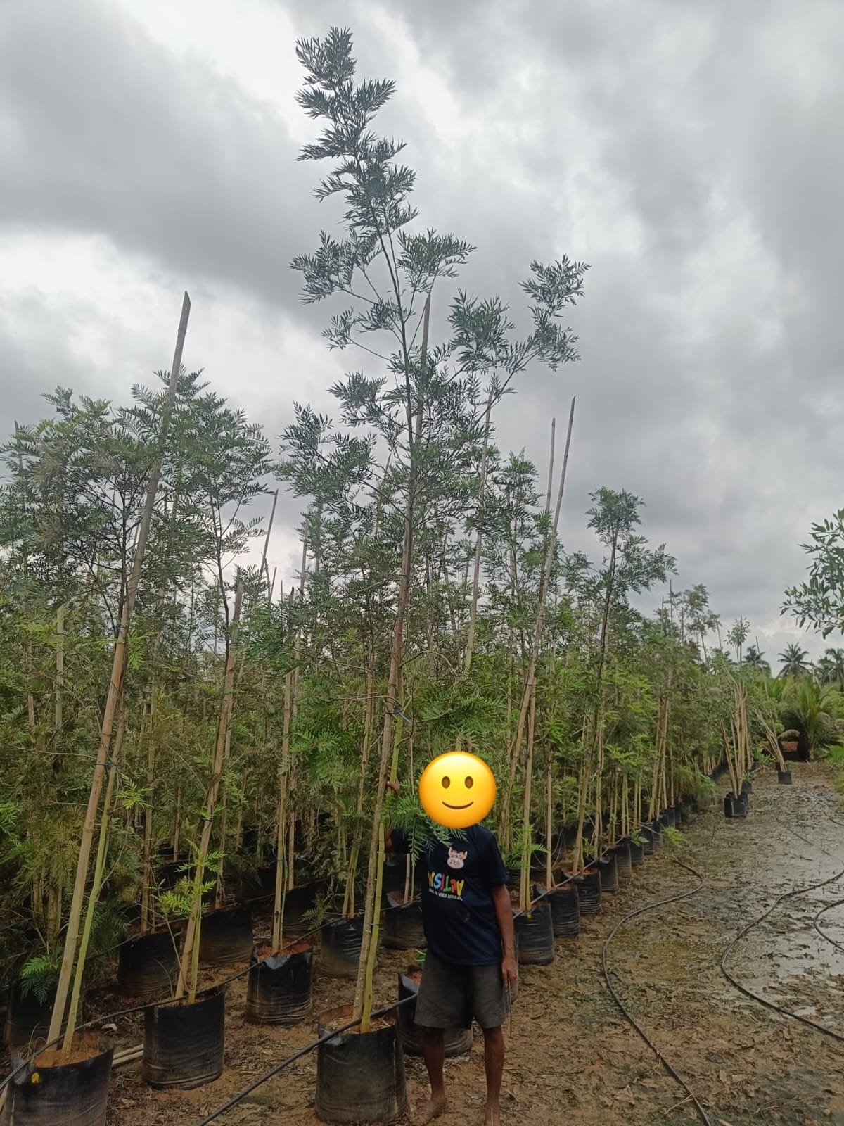 Silver oak saplings in nursery rows