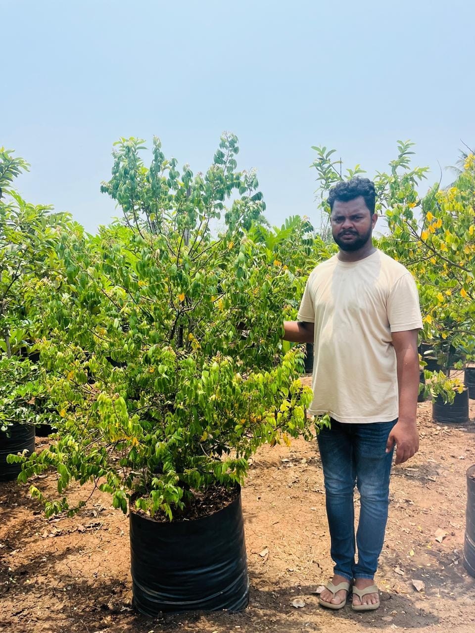 Star fruit tree in a grow bag