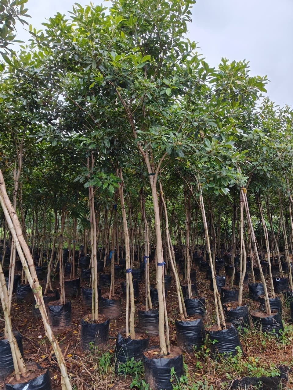 Tabebuia palladia saplings in grow bags