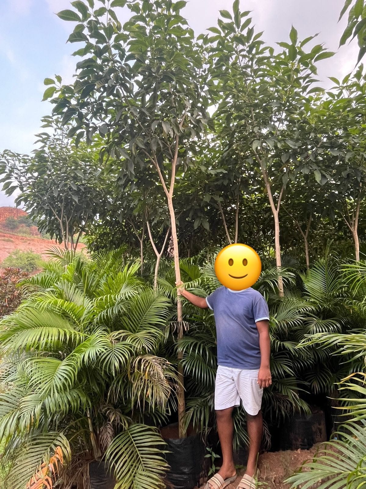 Rosy trumpet tree with a nursery worker
