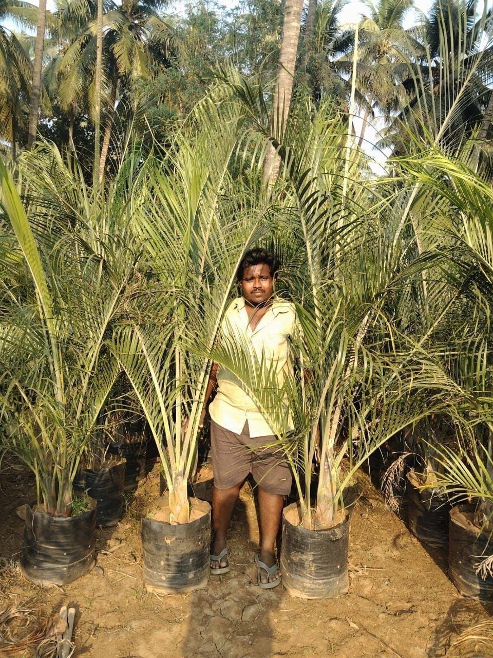 Triangle palm with a nursery worker