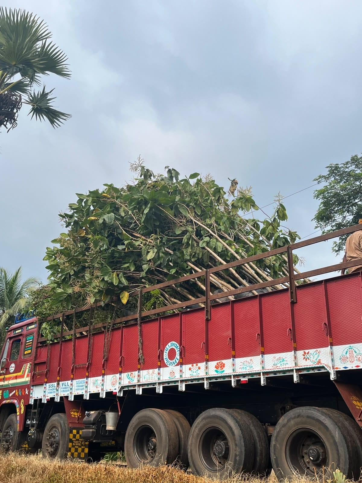 Lorry carrying avenue trees from the wholesale nursery