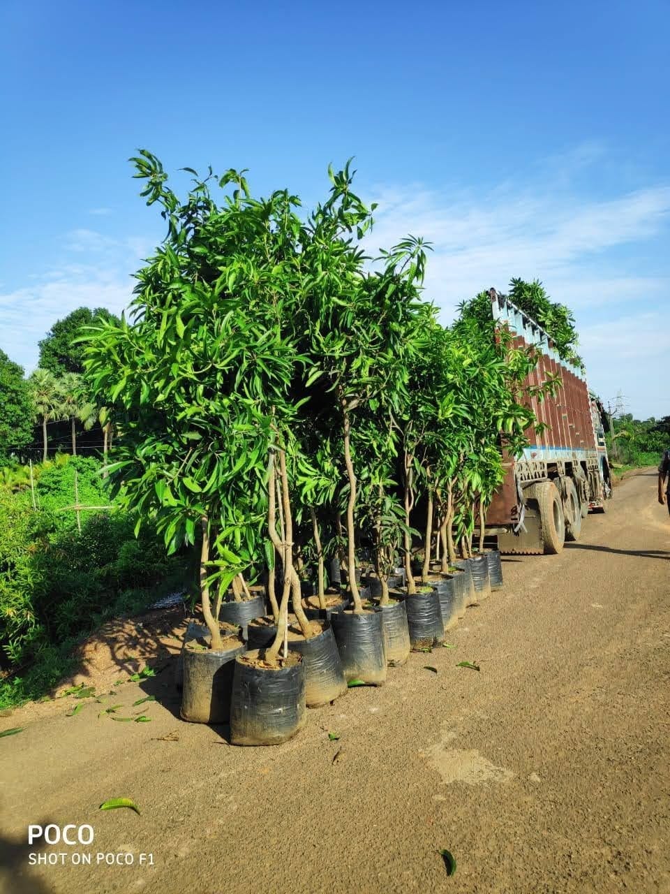 Rows of large potted specimen trees ready for wholesale dispatch