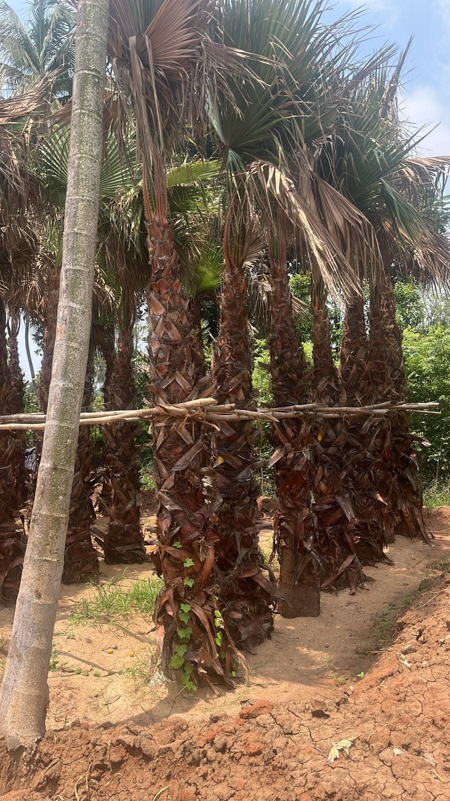 Tall Washingtonia palm at the nursery